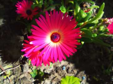 Vibrant Pink Flower with Layered Petals in Natural Setting №56551