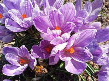 Vibrant Purple Crocus Flowers with Bee in Spring Garden