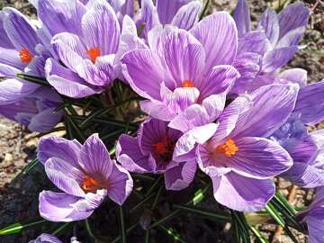 Vibrant Purple Crocus Flowers in Bloom under Sunny Sky №56493