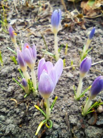 Vibrant Purple Crocuses Emerging from Earth in Early Spring №56475