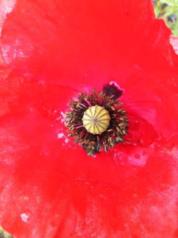 Vibrant Red Poppy Bloom with Intricate Center Details №56553