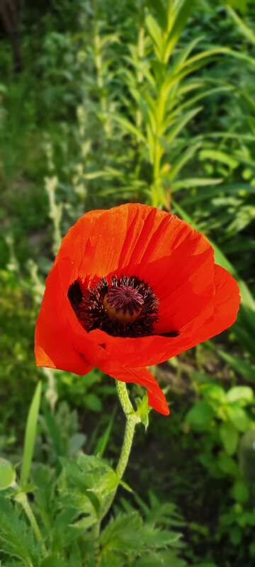 Leuchtend rote Mohnblume vor üppigem grünen Hintergrund №56744