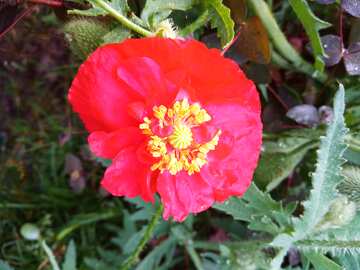 Vibrant Red Poppy Flower with Golden Center in Lush Greenery №56565