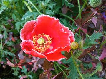 Vibrant Red Poppy Flower with Lush Greenery Background №56575