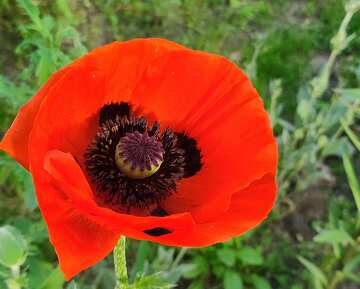 Vibrant Red Poppy Flower in Natural Green Background №56745