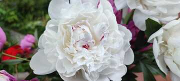Flores de peônias brancas №56758