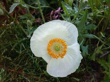 White poppy  №56569
