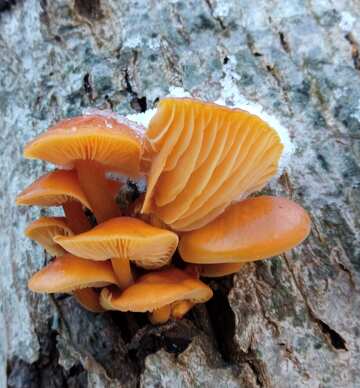 Winter mushrooms №56656