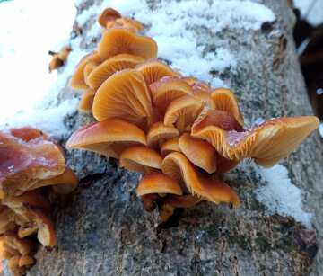 Cogumelos de inverno №56658