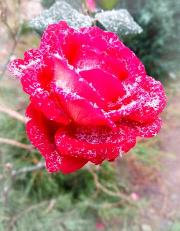 Зимова троянда №56442