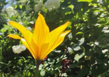 Yellow lily background for congratulations  №56734