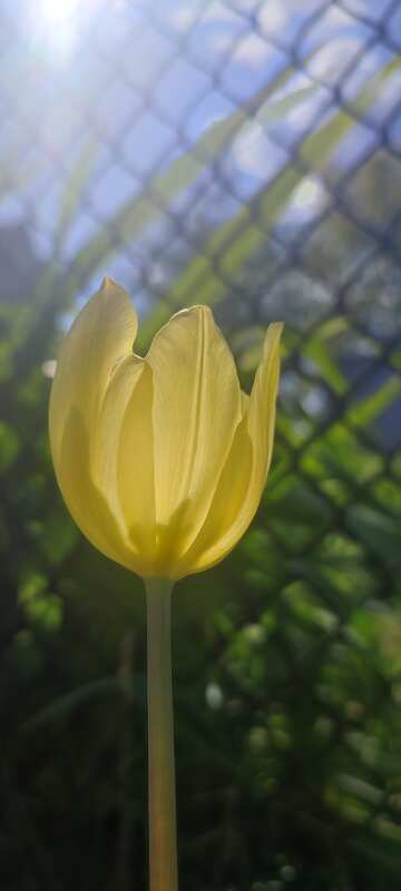 Yellow tulip on the background of a fence  №56769