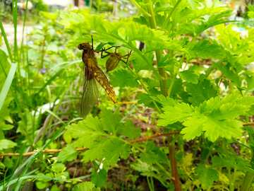 Young dragonfly  №56533