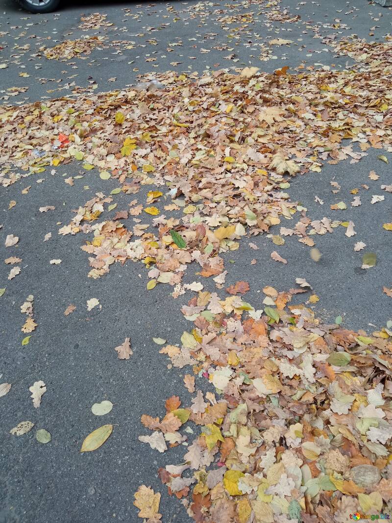 Осіннє листя на асфальті  №56649