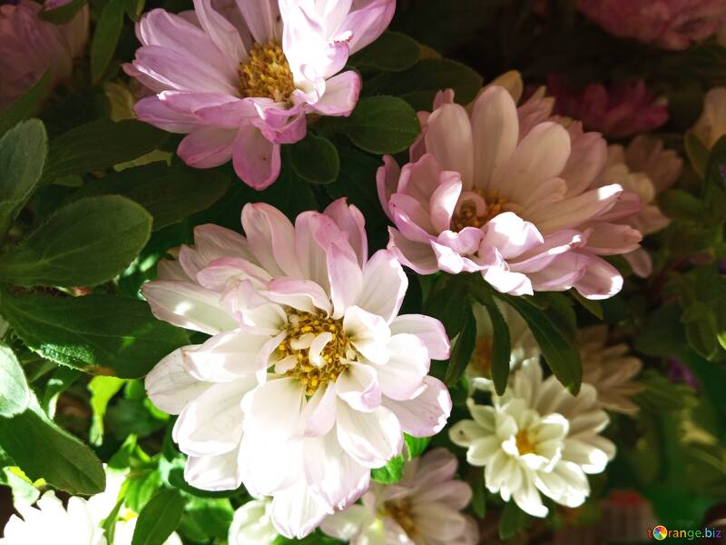 Fond avec des fleurs blanches lumineuses  №56622