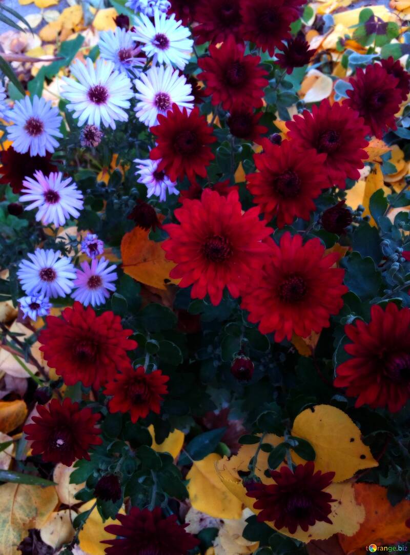  ein Hintergrundbild voller bunter Blumen schön  №56415