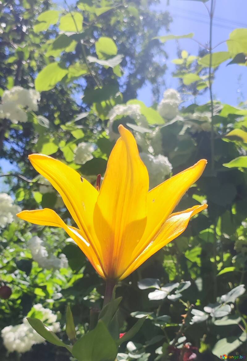 Schöner Hintergrund mit leuchtend gelber Lilie  №56738