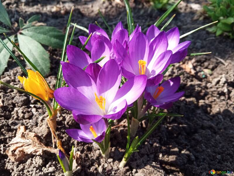 Beautiful blue spring flower  №56486