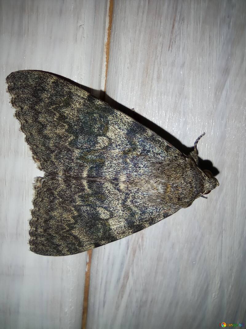 Hermosa mariposa nocturna  №56619