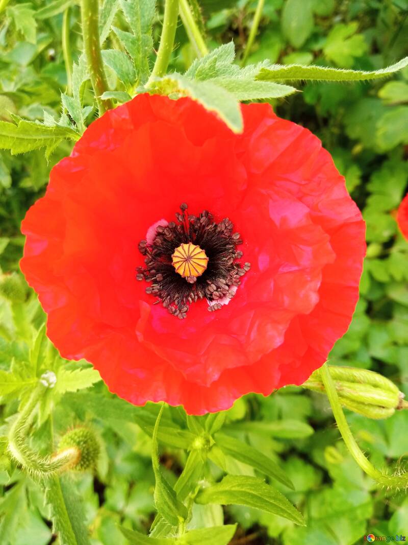 Beautiful poppy №56559