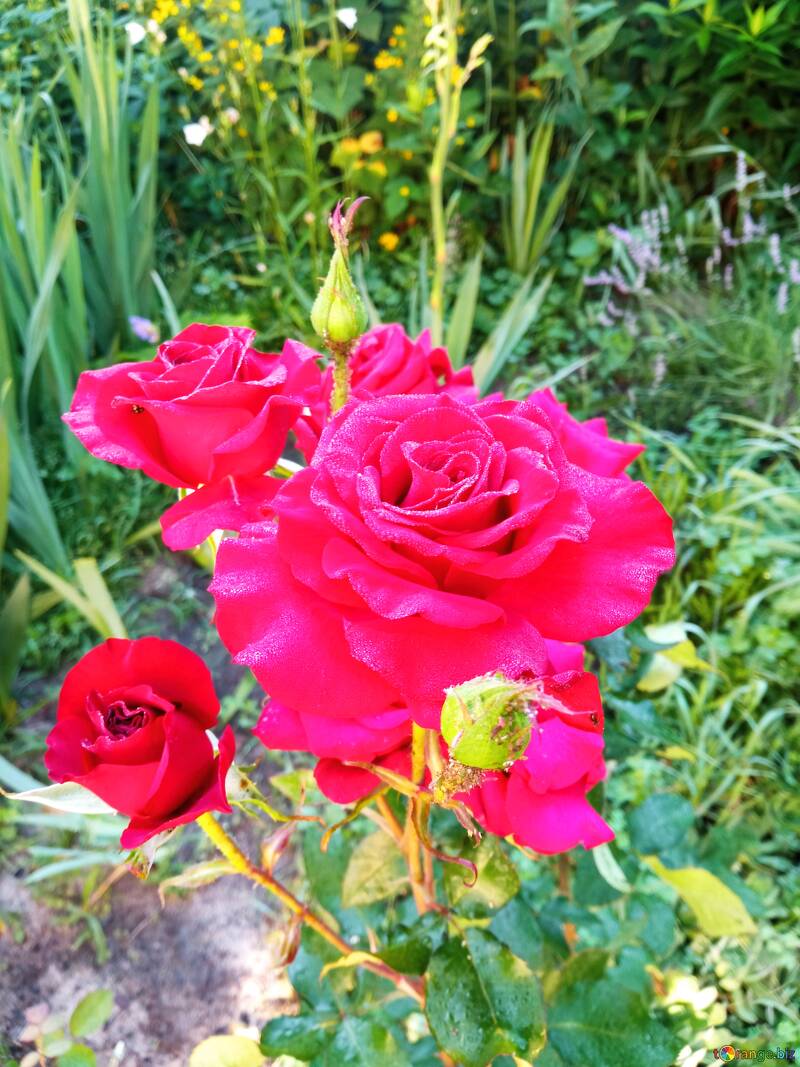 Wunderschöne Rose №56591