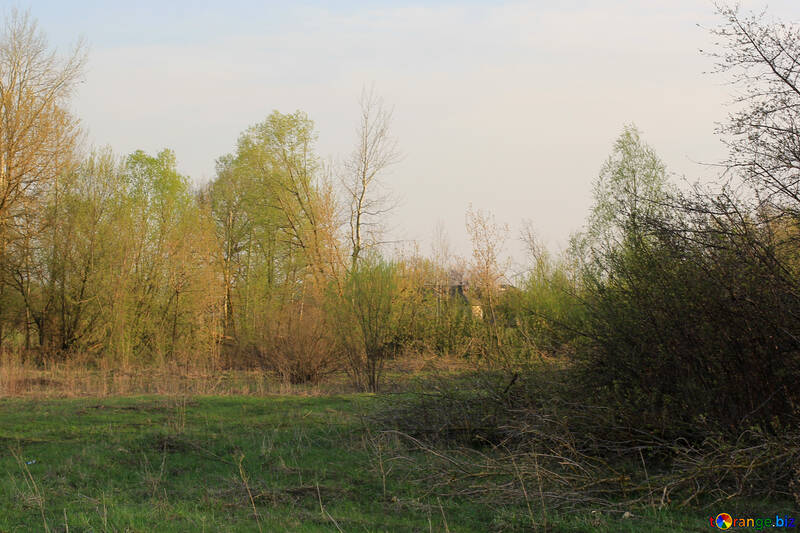 Belle vue sur le paysage de la limite des arbres peut être utilisée comme fond d`écran №56054