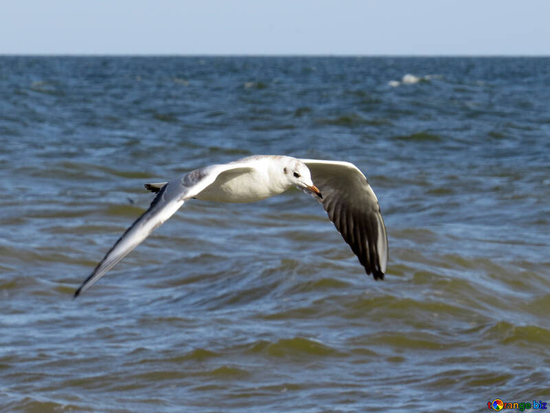 Oiseau volant au-dessus de l`eau №56171