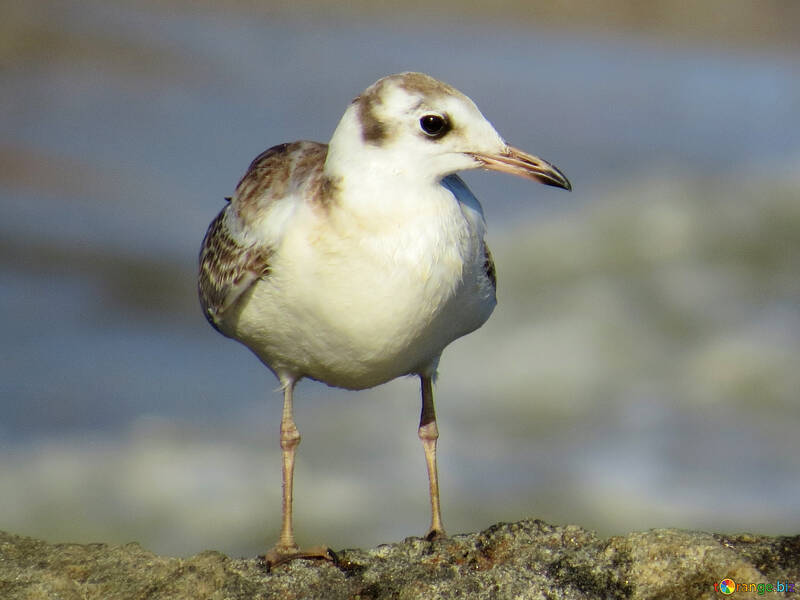 Snowy Plover Bird №56165