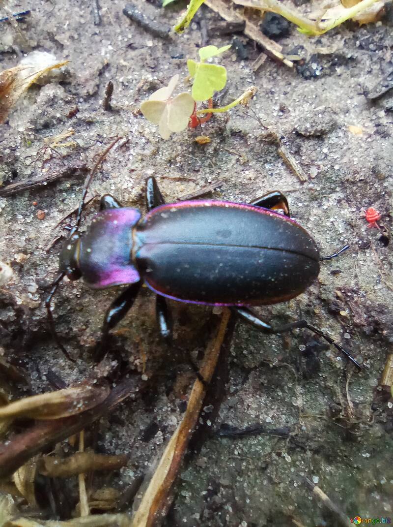 Escarabajo negro con brillo azul. №56561
