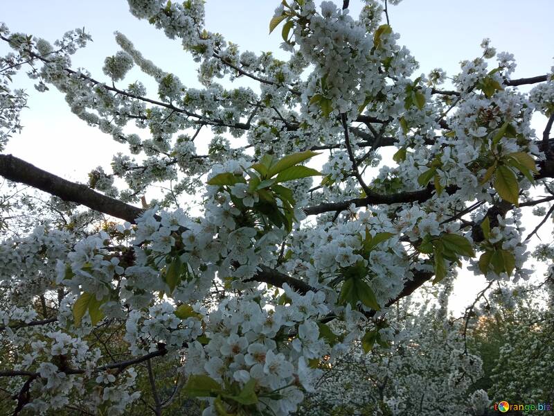 Blooming Cherry Blossom Tree in Full Spring Glory №56504