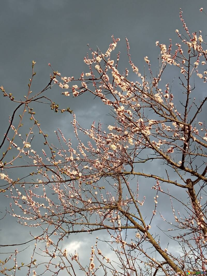 Blooming trees against a dark sky  №56500