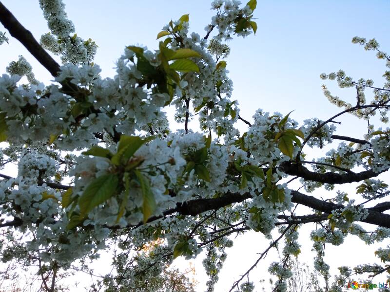 Ramo di ciliegio in fiore catturato nella luce primaverile №56505