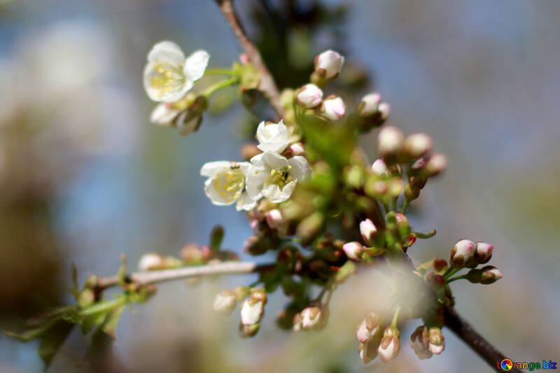 Hermosos árboles florecen en primavera №56049