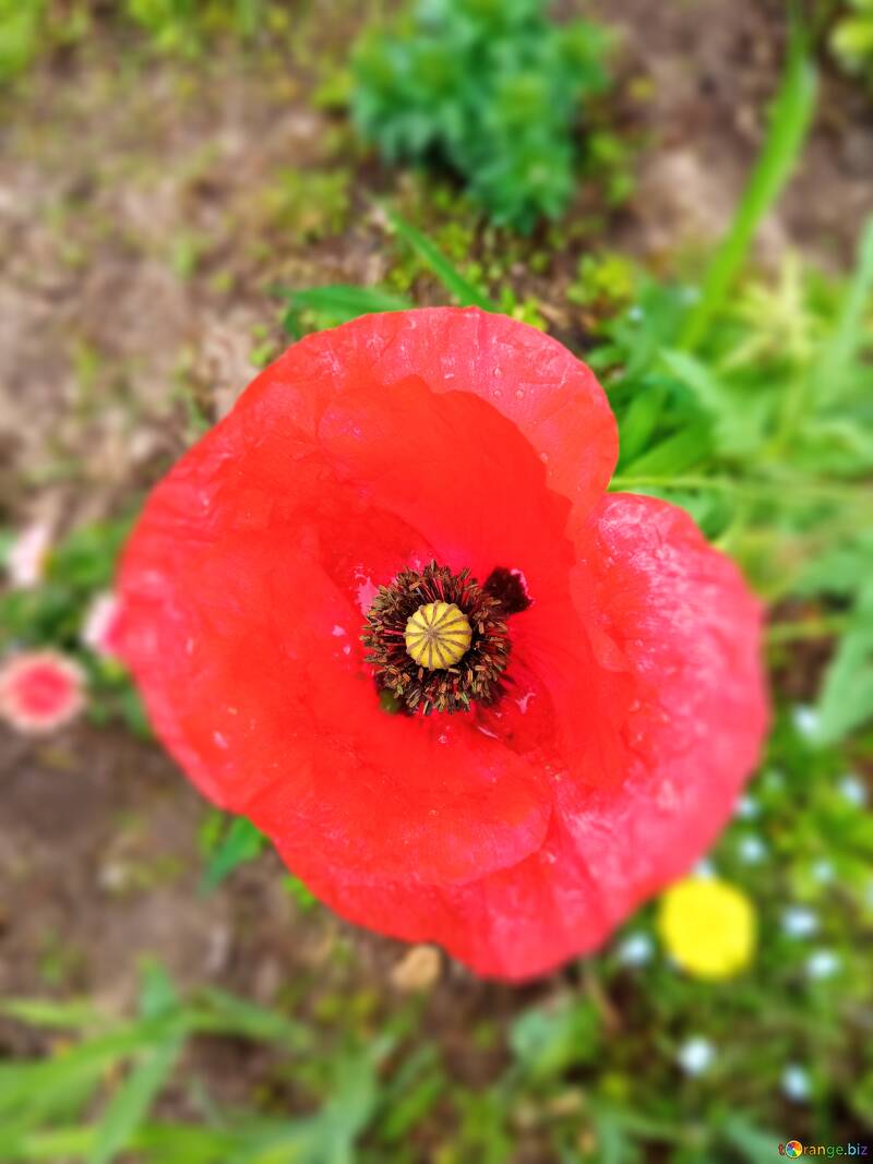 明るい夏のケシの花 №56556