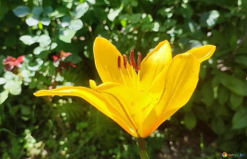 鮮やかな黄色のユリの花  №56735