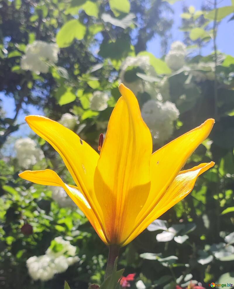 Flor de lírio amarelo brilhante  №56737