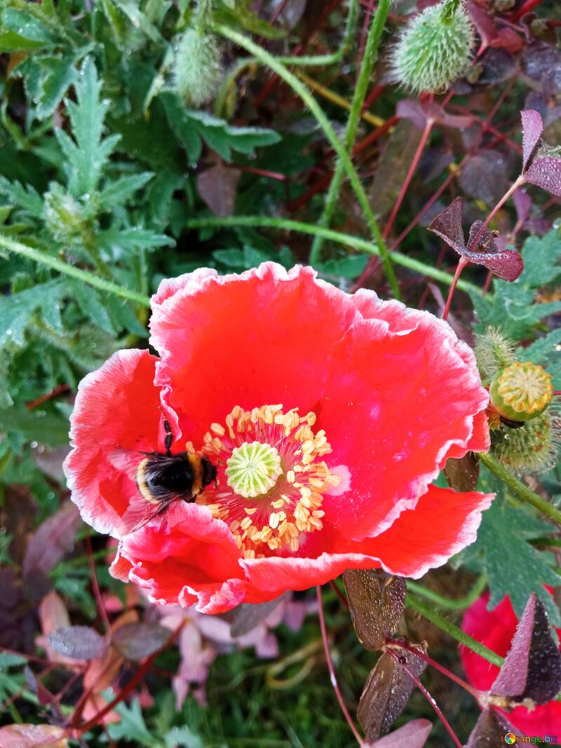 Bumblebee in a poppy flower №56571
