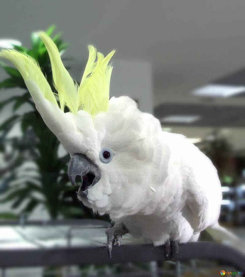 Cockatoo  Meme  №56786