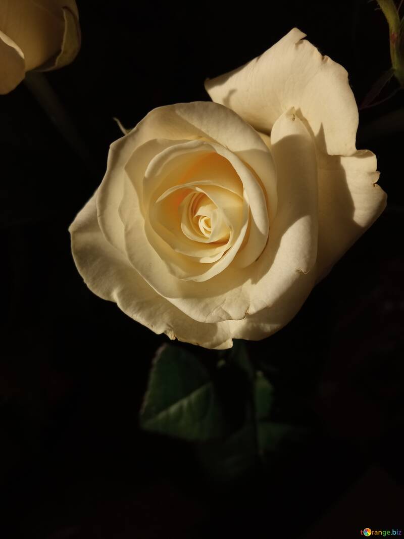 fondo oscuro con rosa blanca №56444