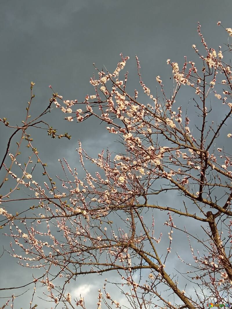 Delicati fiori di ciliegio contro un drammatico cielo grigio №56501