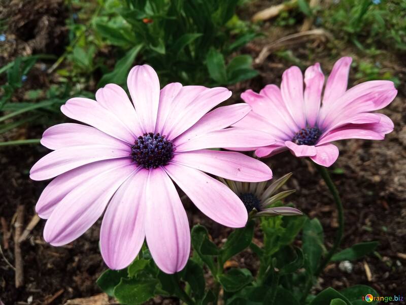 Delicadas flores rosas con centros oscuros en un exuberante jardín №56532