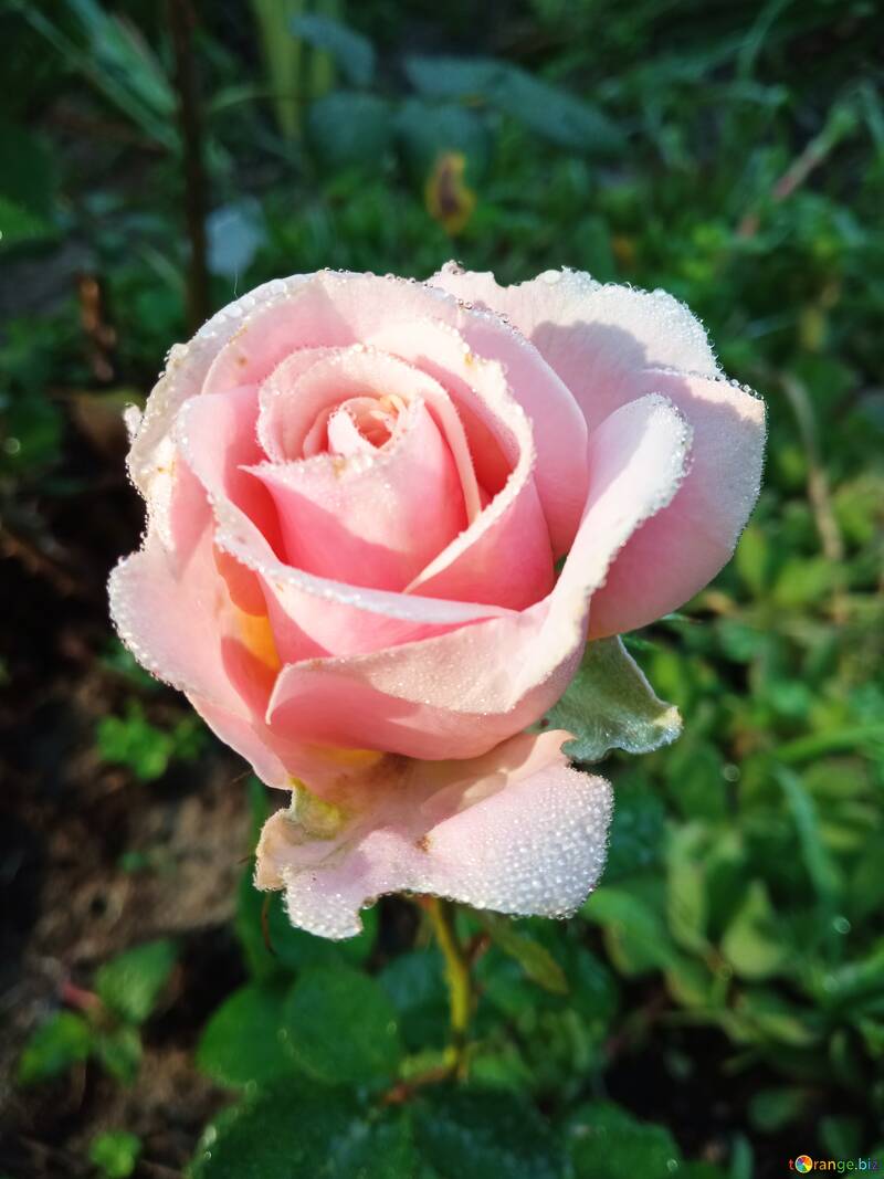 Rose rose délicate avec rosée du matin dans une verdure luxuriante №56577