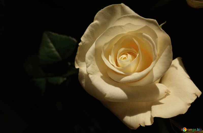 Elegant White Rose with Dark Background - Stunning Floral Photography №56458