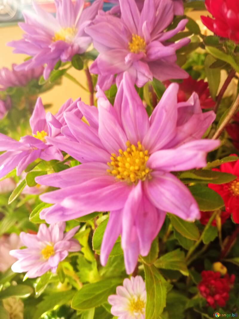 ピンク色の花の背景  №56625