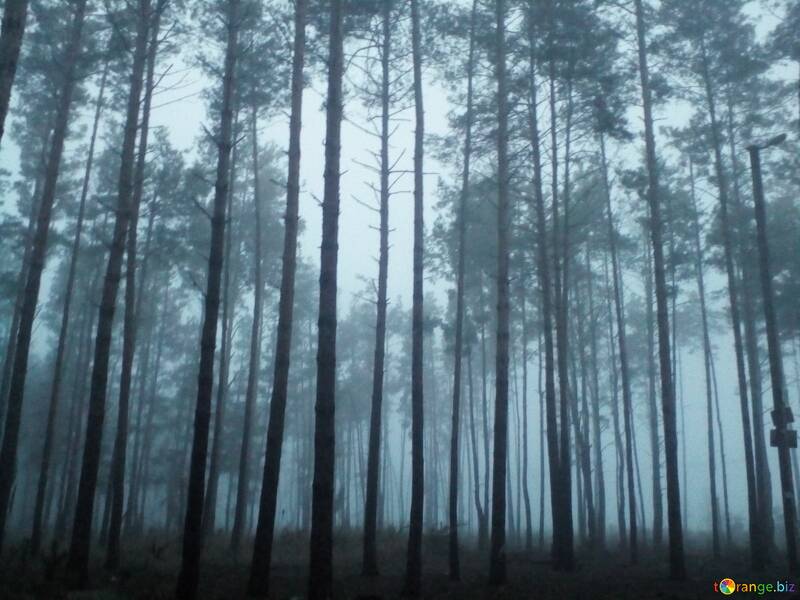 Paysage mystérieux de forêt brumeuse : de grands pins enveloppés de brouillard №56427