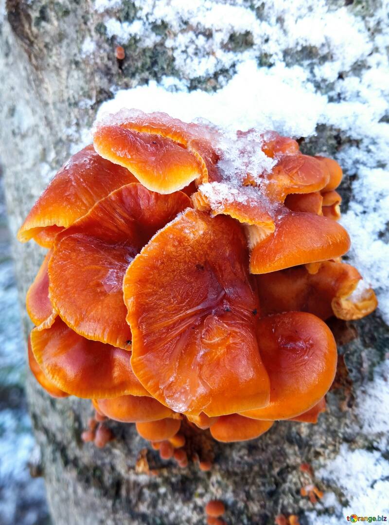 Замерзлі гриби на дереві  №56660