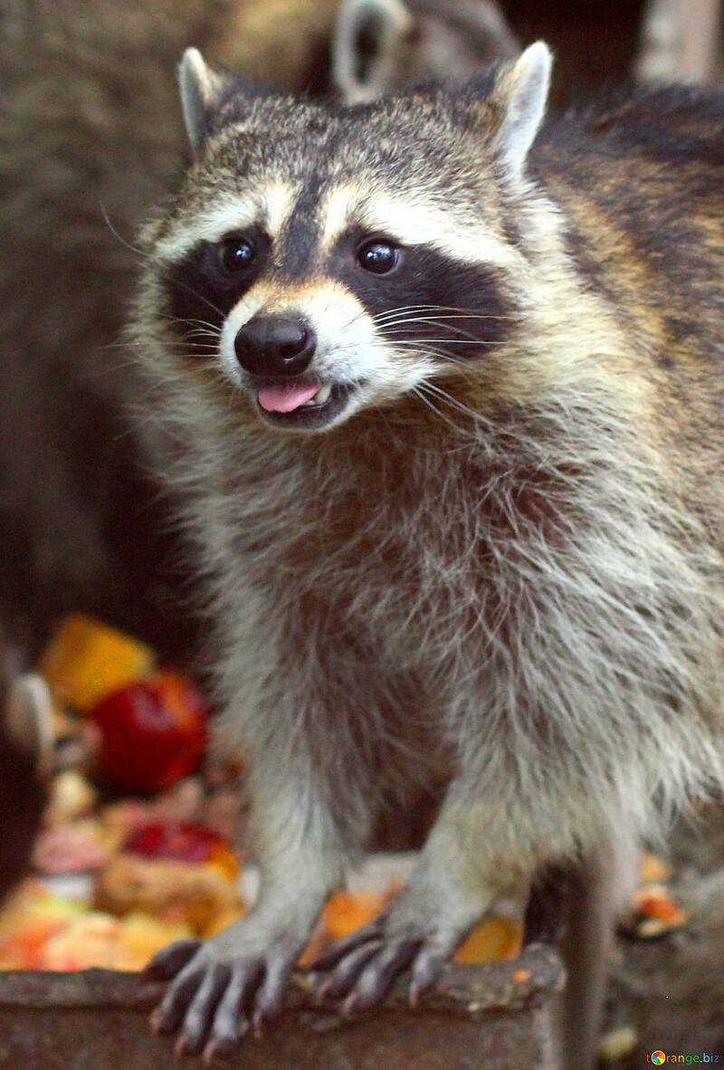 Funny raccoon picture for memes №56794