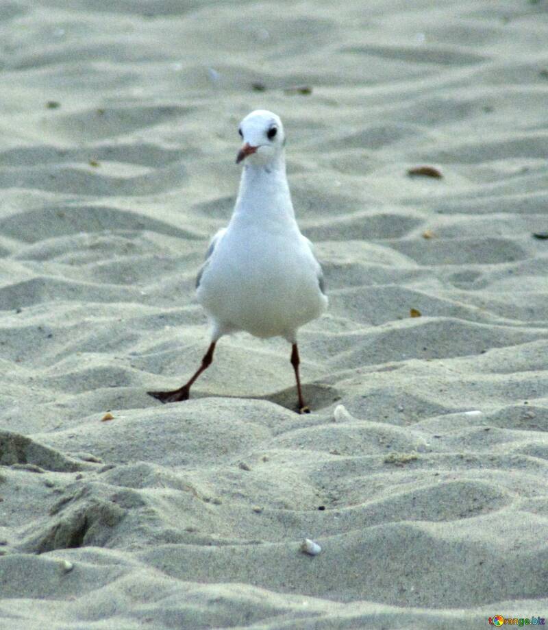 Funny seagull Meme  №56788