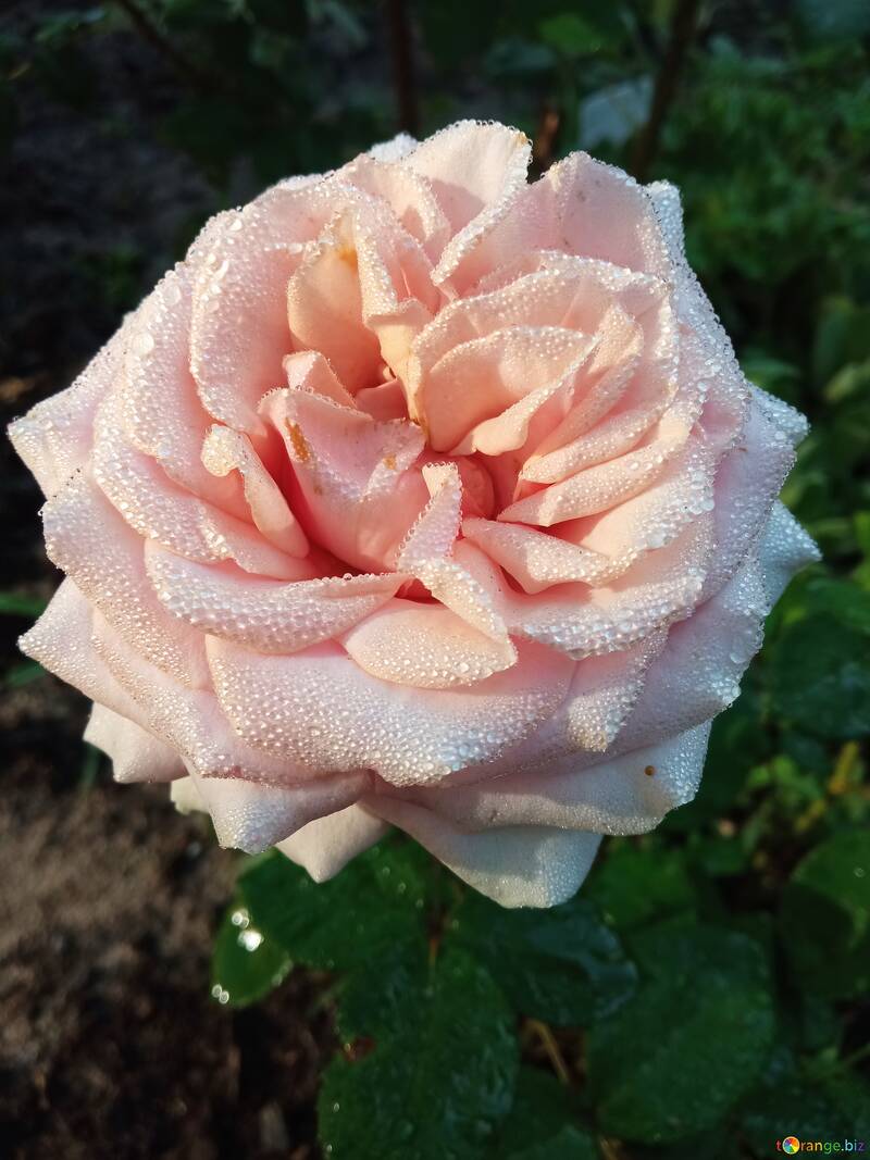 Rosa de jardín con gotas de rocío  №56579