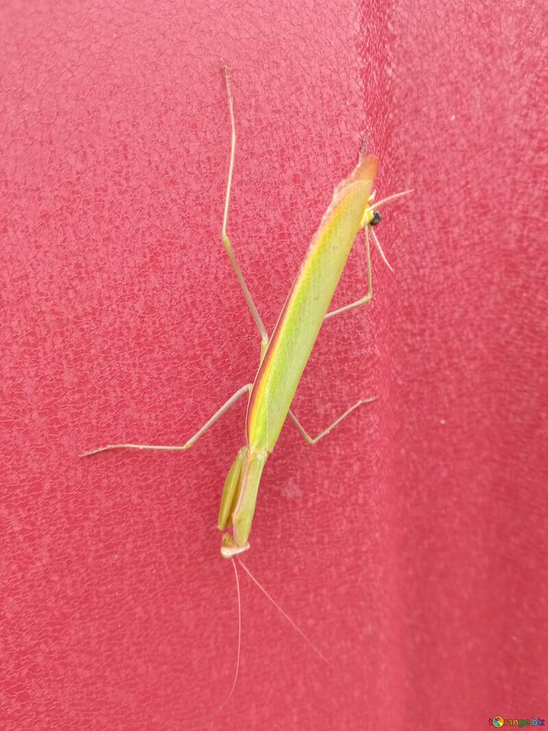 Green mantis on a red background  №56626